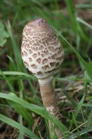 Parasol Mushroom (Macrolepiota Procera) Closed: Click to enlarge